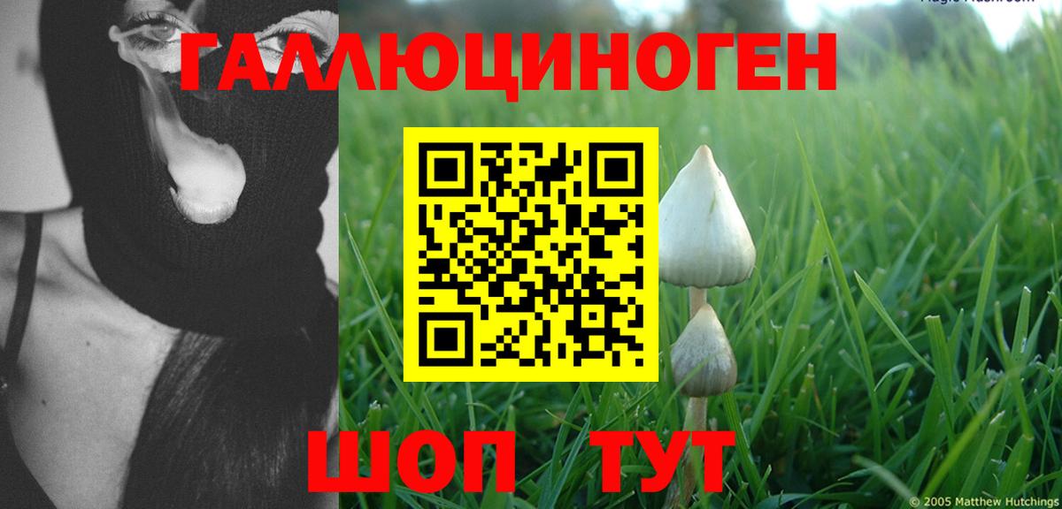 Галлюциногенные грибы Psilocybe Электрогорск